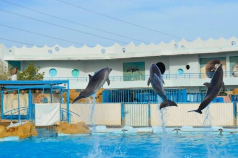 Дельфинарий