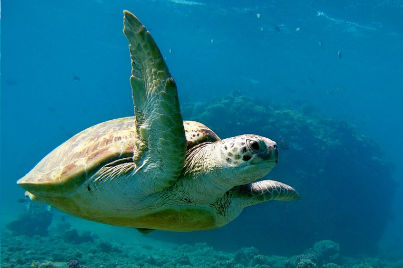 Заповедник Марса-Мубарак